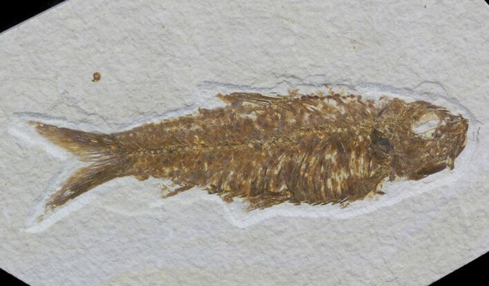 Knightia Fossil Fish - Wyoming #36859